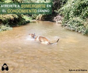 atrevete_sumergirte_conocimiento_canino